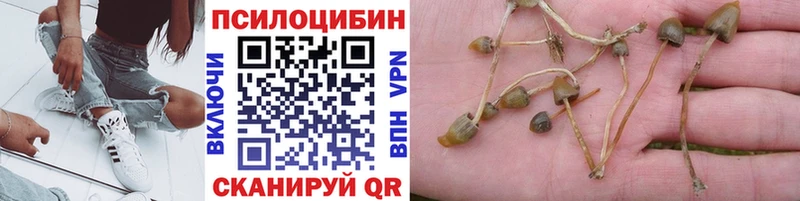 где купить наркотик  OMG ССЫЛКА  Псилоцибиновые грибы Psilocybine cubensis  Мегион 